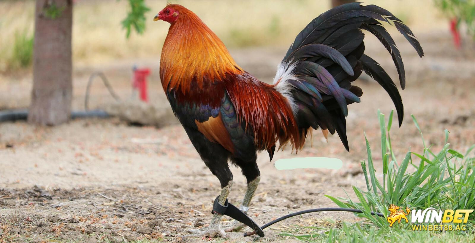 Gà Chọi Mỹ gây ấn tượng bởi vóc dáng được lai trộn giữa gà chọi Việt Nam và Mỹ