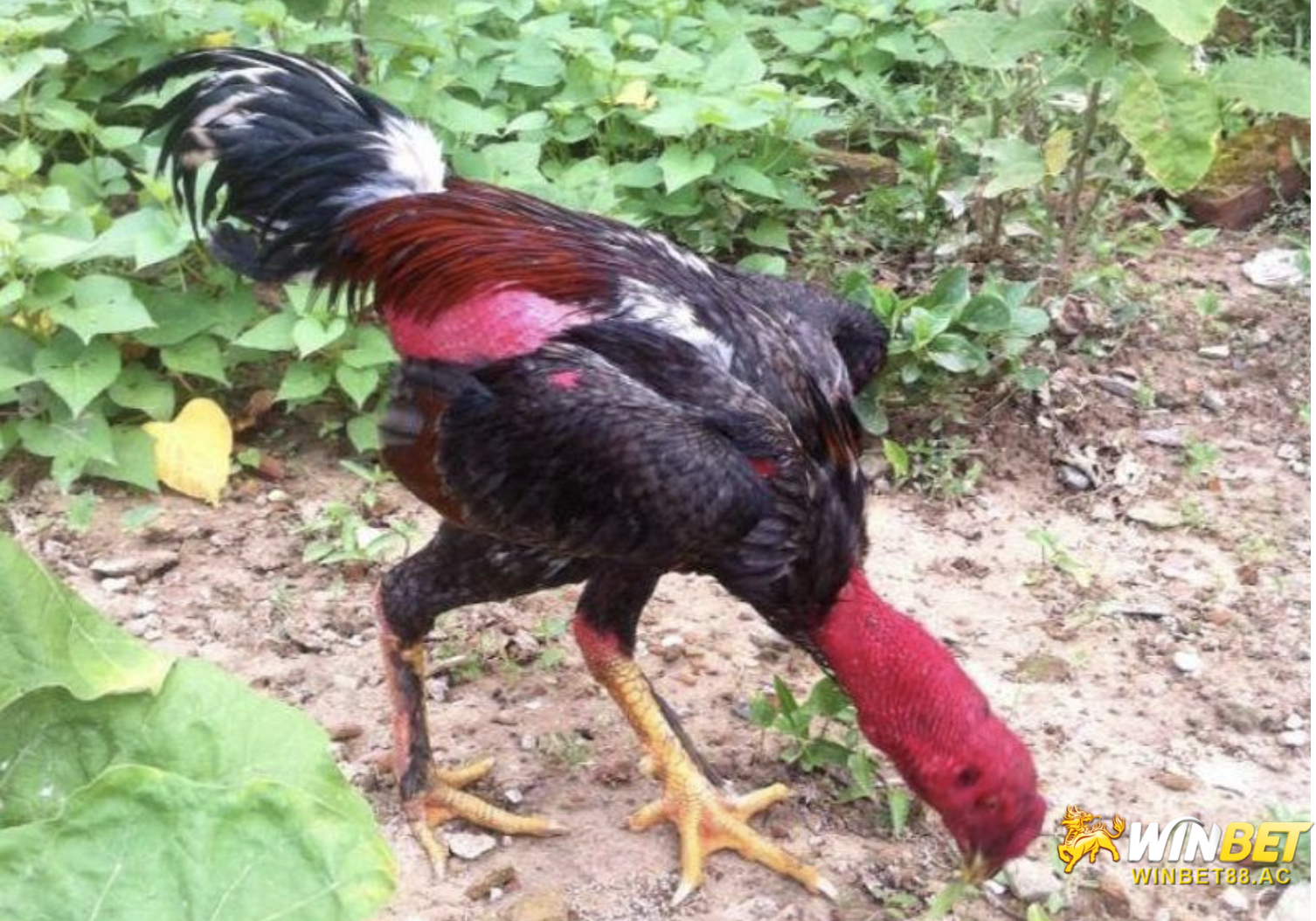 Có nên nuôi dòng gà có chân lông vảy loạn hay không?