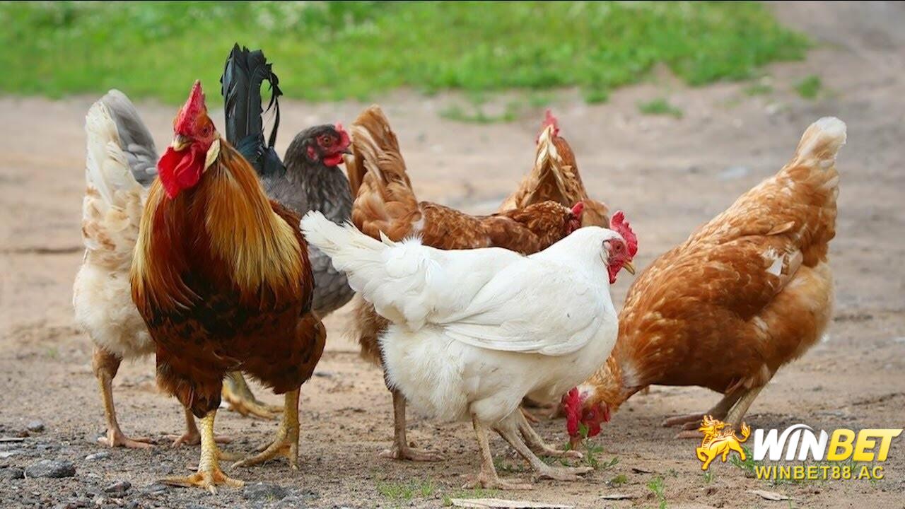 Để chăn nuôi gà được hiệu quả cao thì bạn cần nắm chắc các kỹ thuật nuôi gà