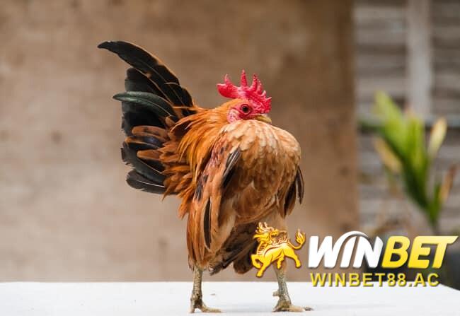 Gà tre Nhật Bản còn được xem là giống gà mini độc nhất thế giới